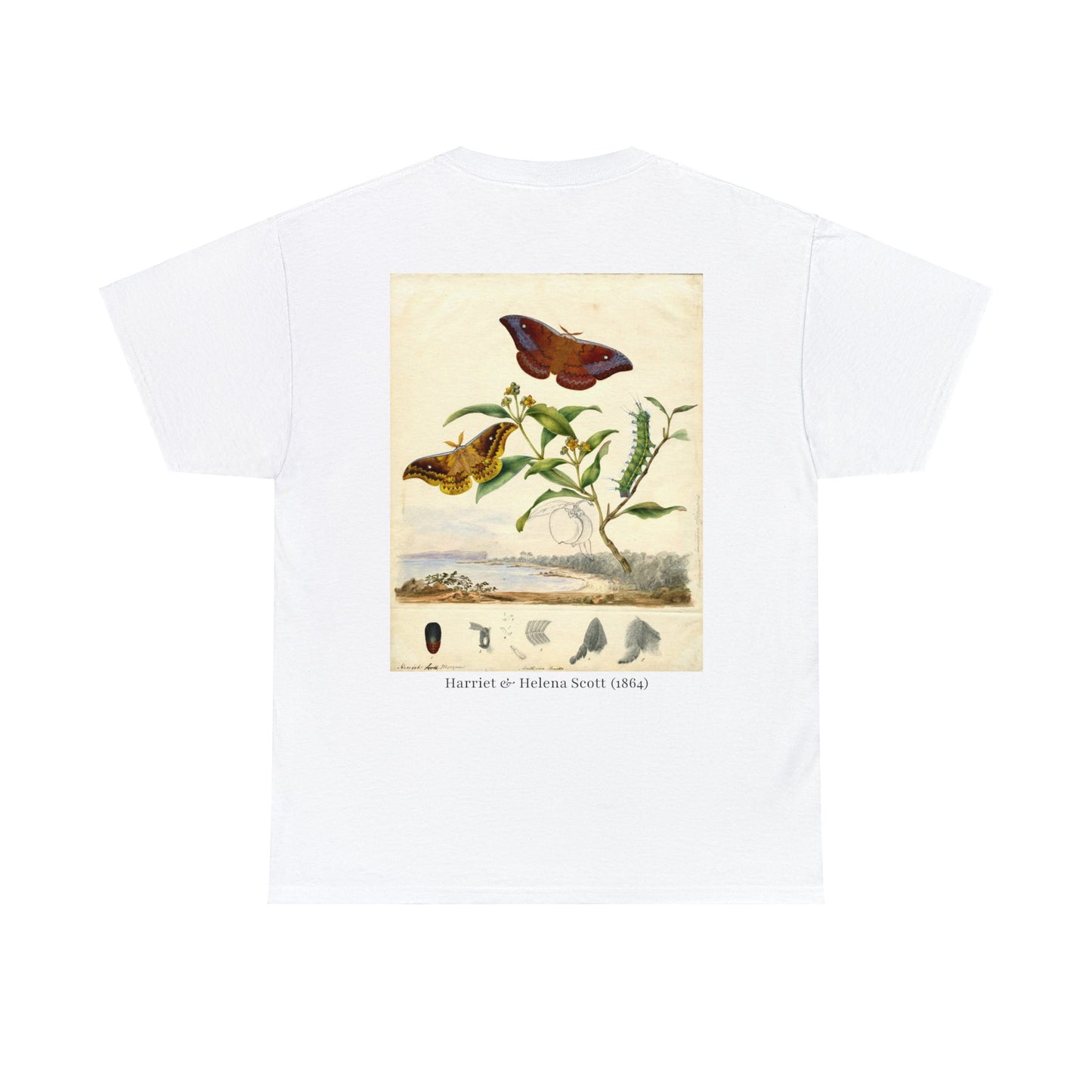 Lepidoptera 2 by Harriet & Helena Scott (1864)